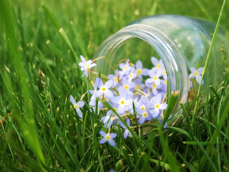 Blue Flowers in Glass Jar