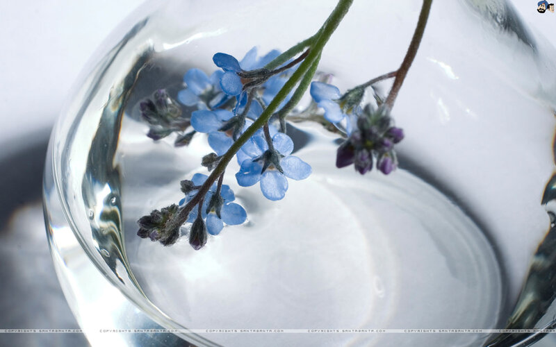 Blue Flowers in Glass — Serene