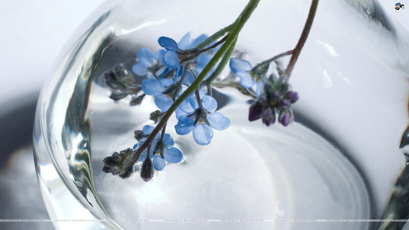 Blue Flowers in Glass