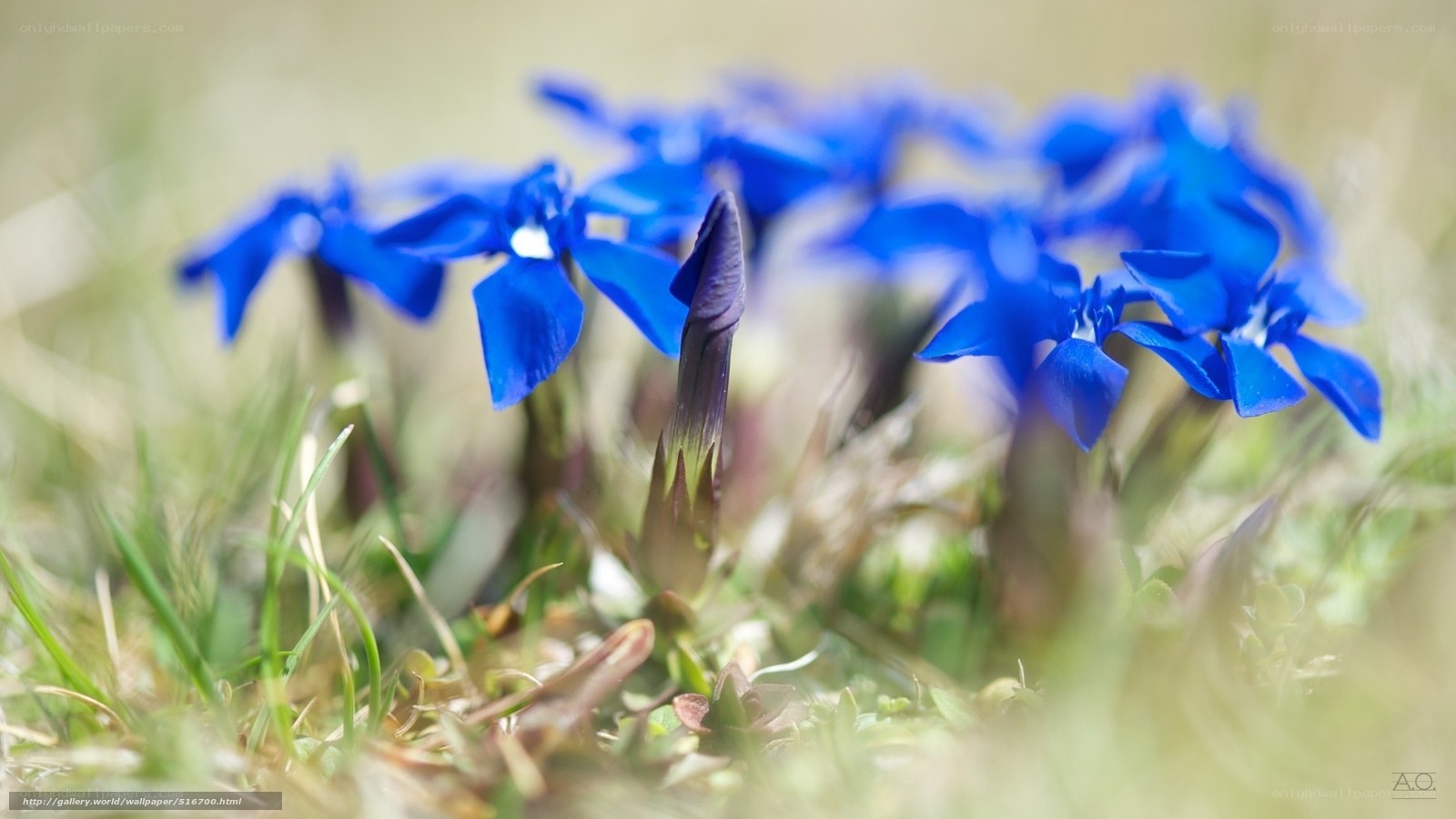 Blue flowers in grass