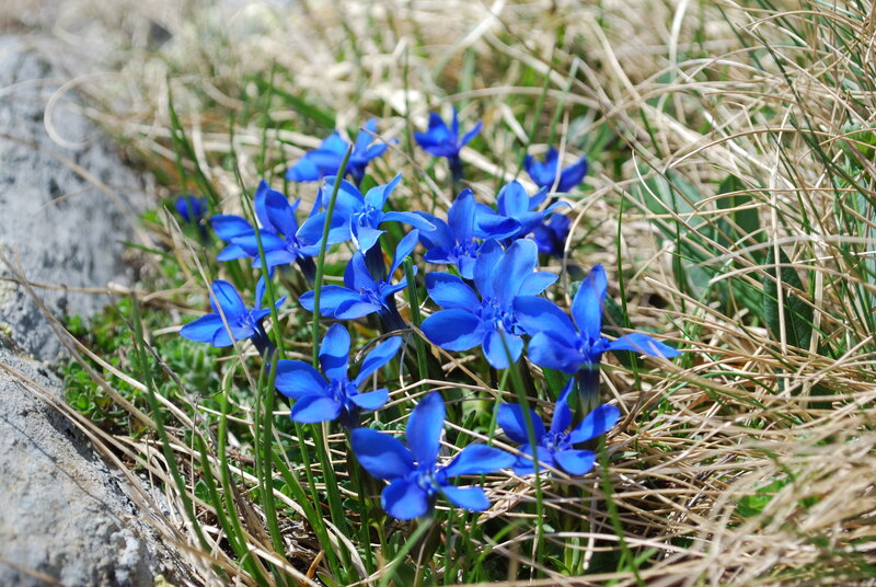 Blue flowers in grass