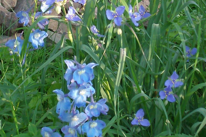 Blue Flowers in Grass — Calm, Afternoon