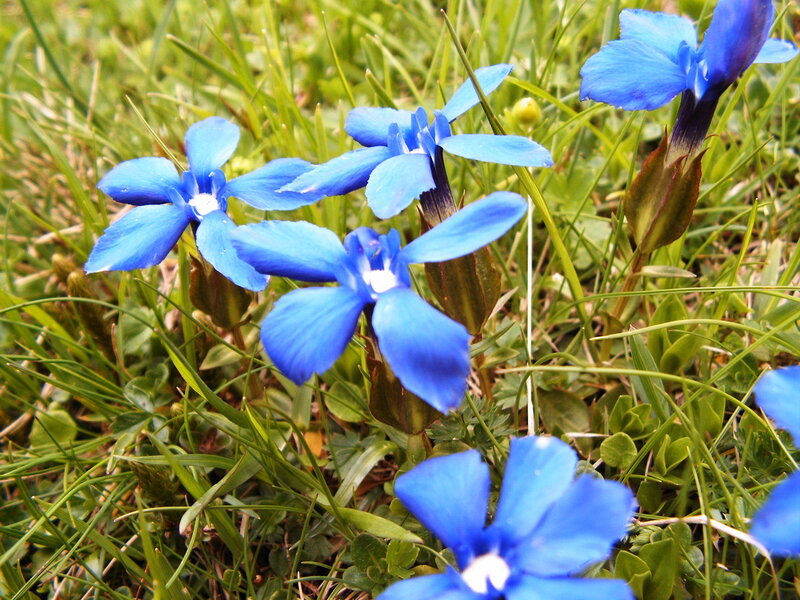 Blue Flowers in Grass — Calm, Spring