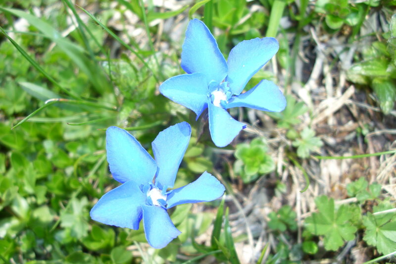 Blue Flowers in Grass — Calm