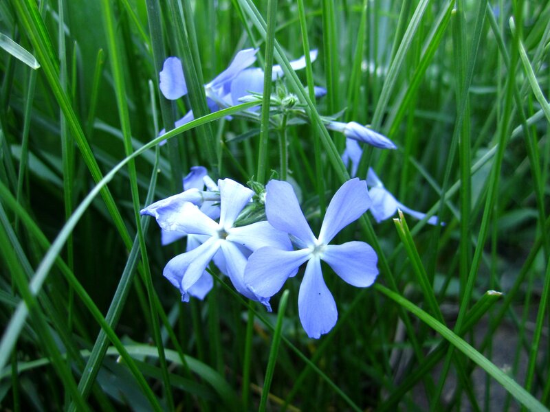 Blue Flowers in Grass — Green, Calm, Spring