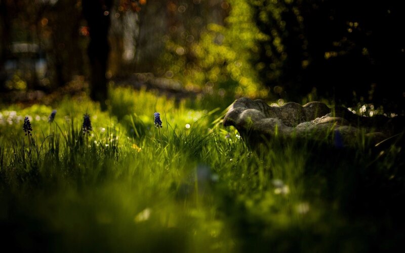 Blue Flowers in Grass — Green, Serene, Morning