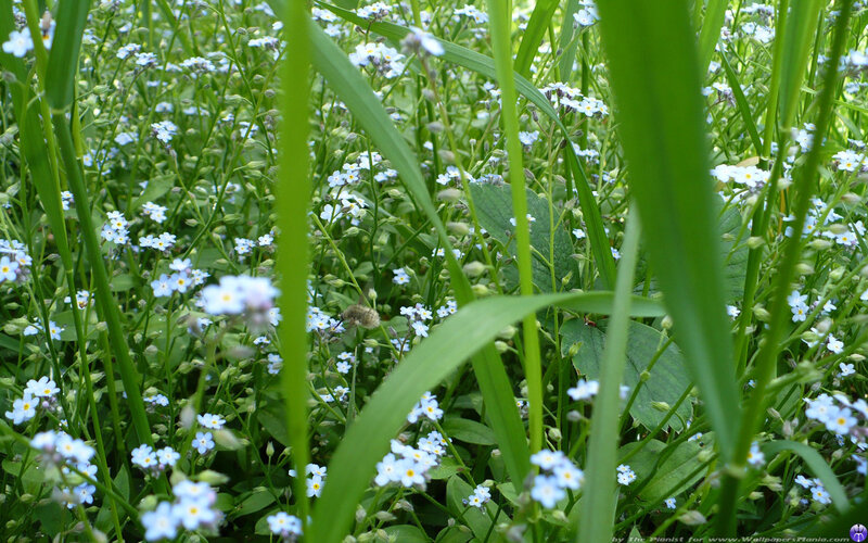 Blue Flowers in Grass — Green, Serene, Spring, Photograph, Bee