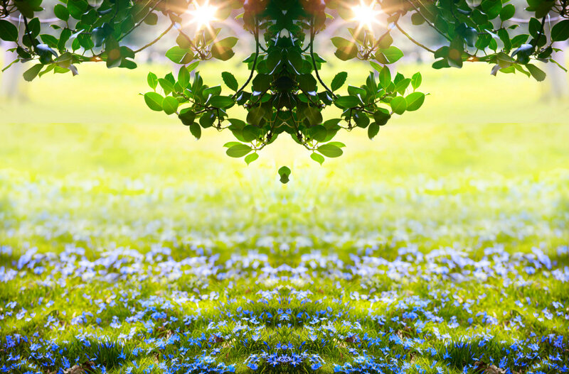 Blue Flowers in Grass — Green, Serene