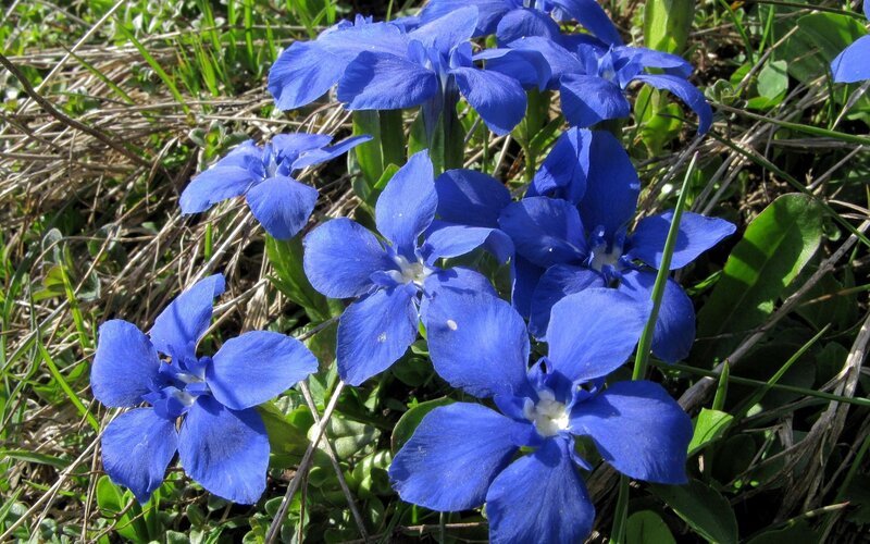 Blue Flowers in Grass — Natural, Spring, Photograph