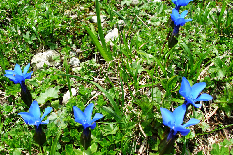 Blue Flowers in Grass — Natural