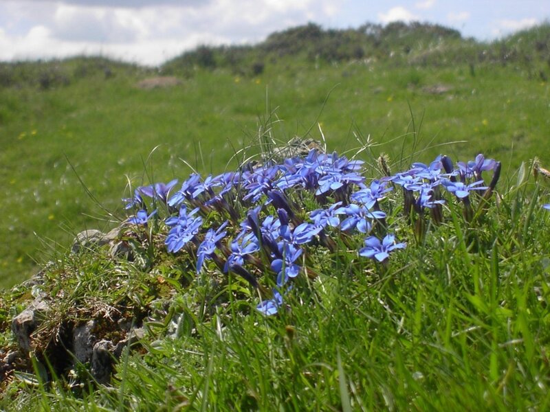 Blue Flowers in Grass — Serene, Afternoon