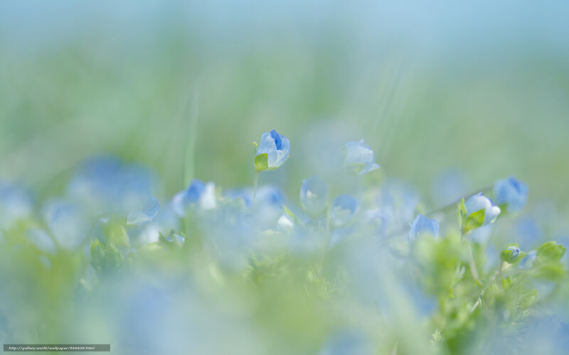 Blue Flowers in Grass — Serene, Spring, Photograph, Buds