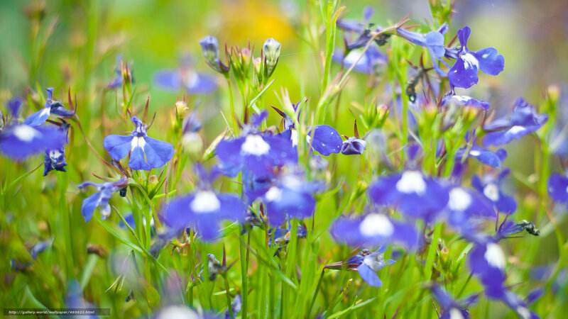 Blue Flowers in Grass — Serene, Spring, Photograph, Greenery