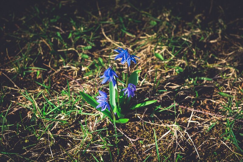 Blue Flowers in Grass — Serene, Spring, Photograph, Soil