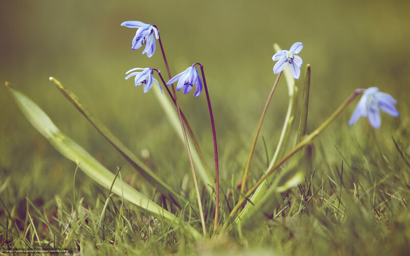 Blue Flowers in Grass — Serene, Spring, Photograph, Stems