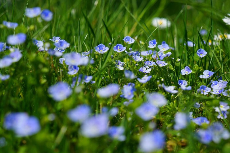 Blue Flowers in Grass — Serene, Spring, Photograph, Sunlight