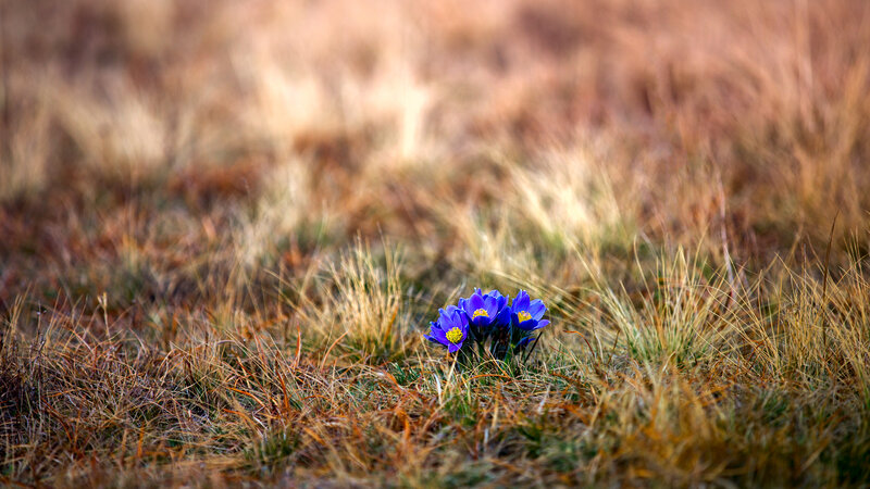 Blue Flowers in Grass — Serene, Spring, Photograph