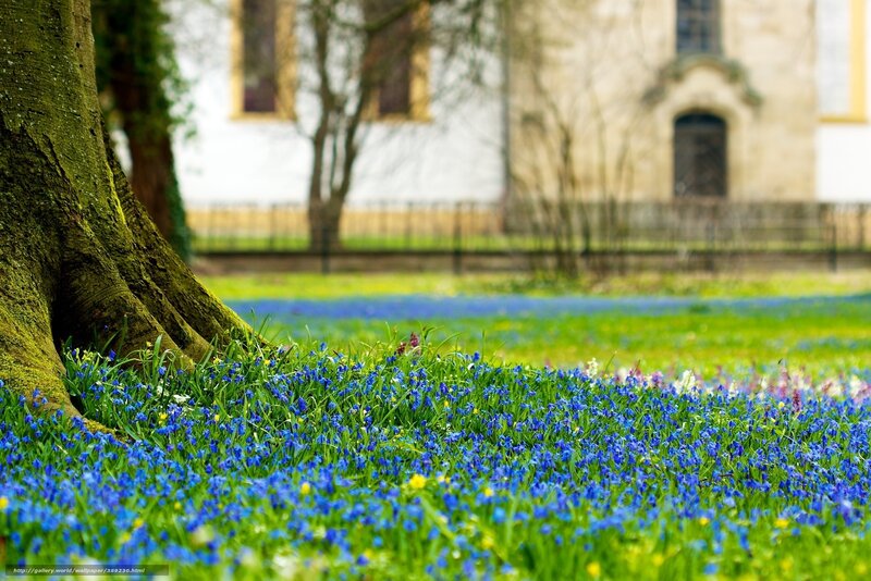 Blue Flowers in Grass — Serene, Spring, Photograph, Tree Trunk