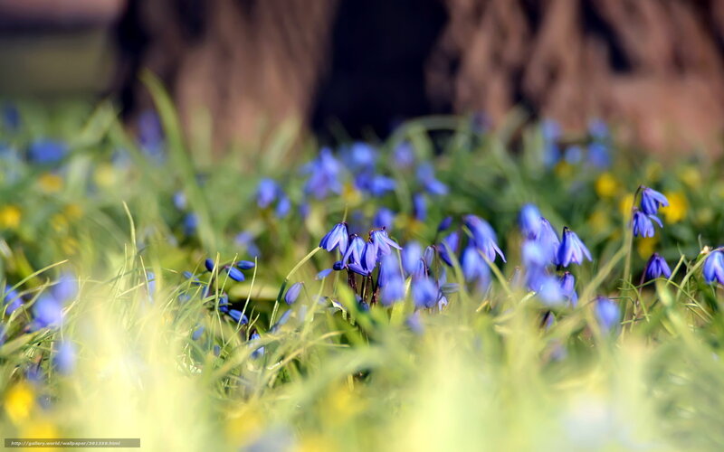 Blue Flowers in Grass — Serene, Spring, Photograph, Trees