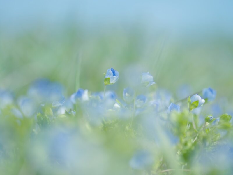 Blue Flowers in Grass — Serene, Spring