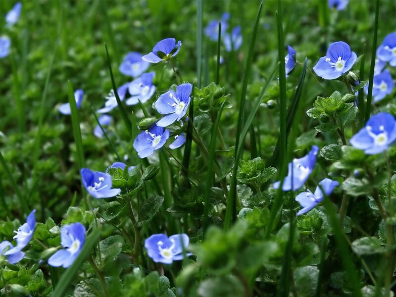 Blue Flowers in Grass — Serene