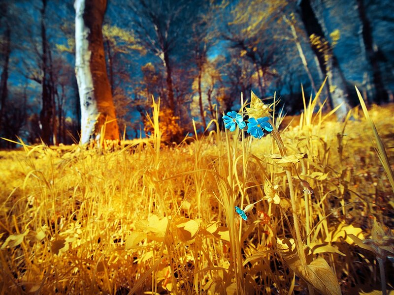 Blue Flowers in Grass — Yellow