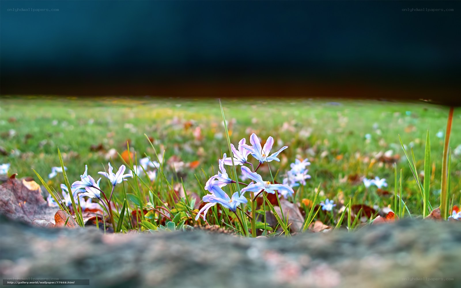 Blue flowers in grass