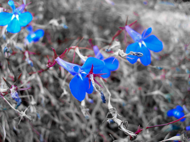 blue flowers in grayscale
