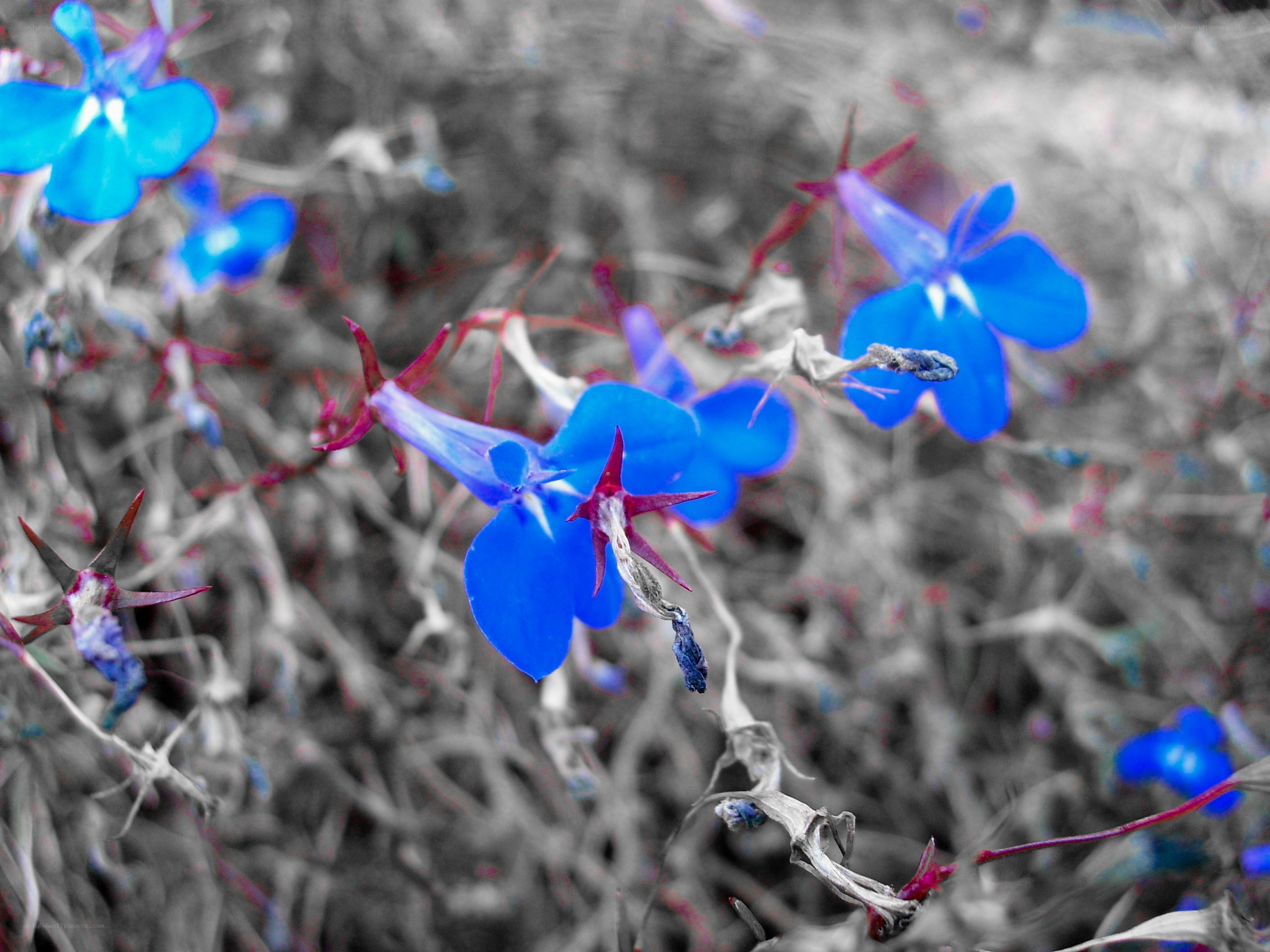 blue flowers in grayscale