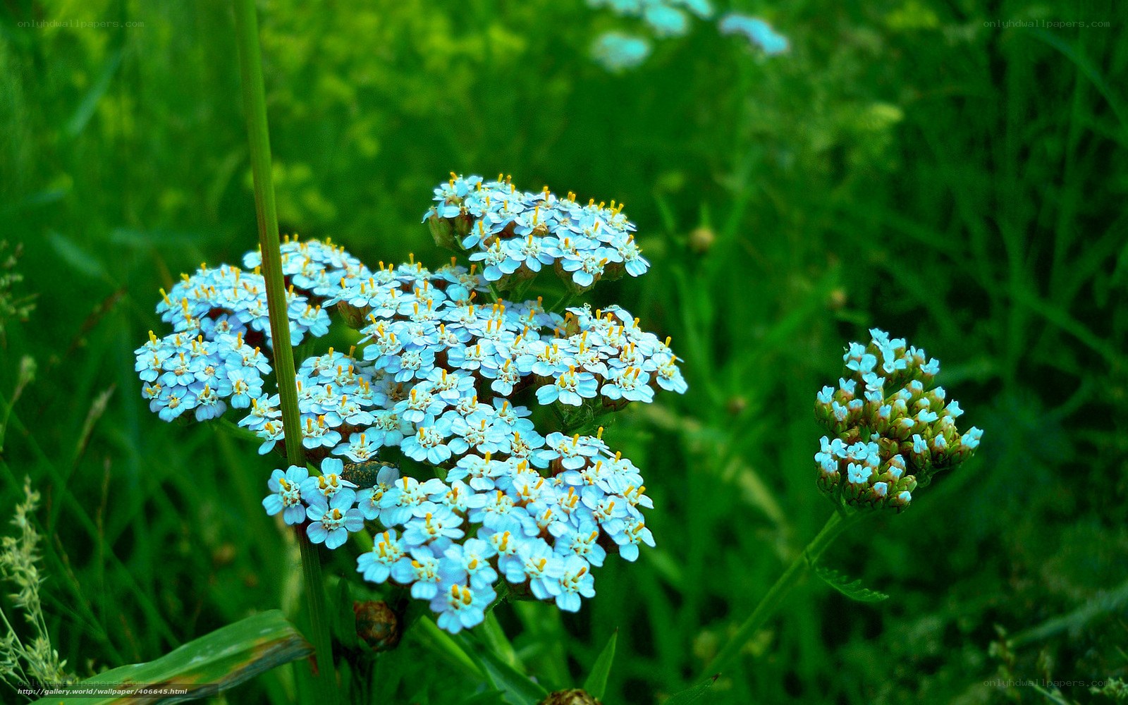 blue flowers in green field