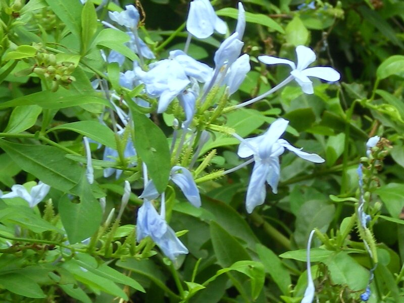 blue flowers in green foliage