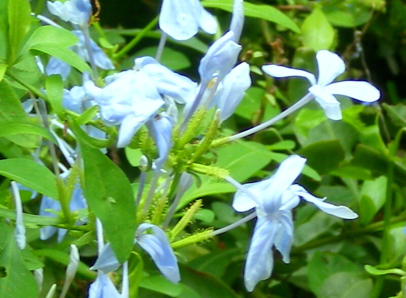 blue flowers in green foliage