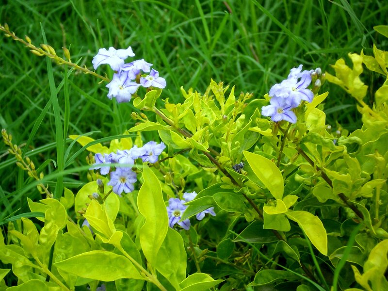 blue flowers in green foliage