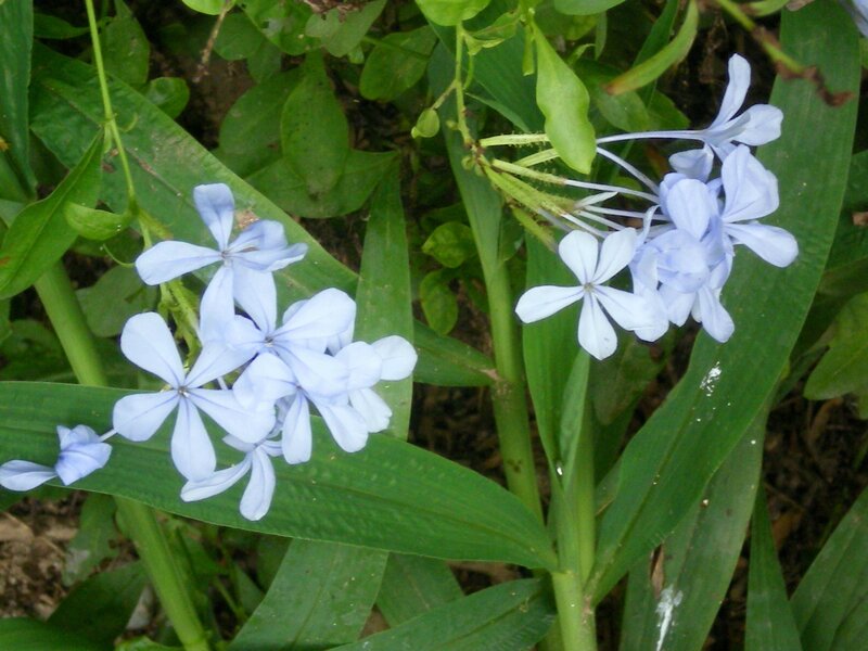 blue flowers in green foliage