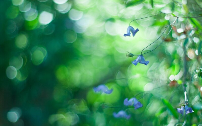 Blue Flowers in Green Foliage — Serene