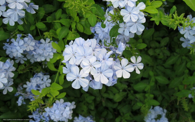 Blue flowers in green foliage