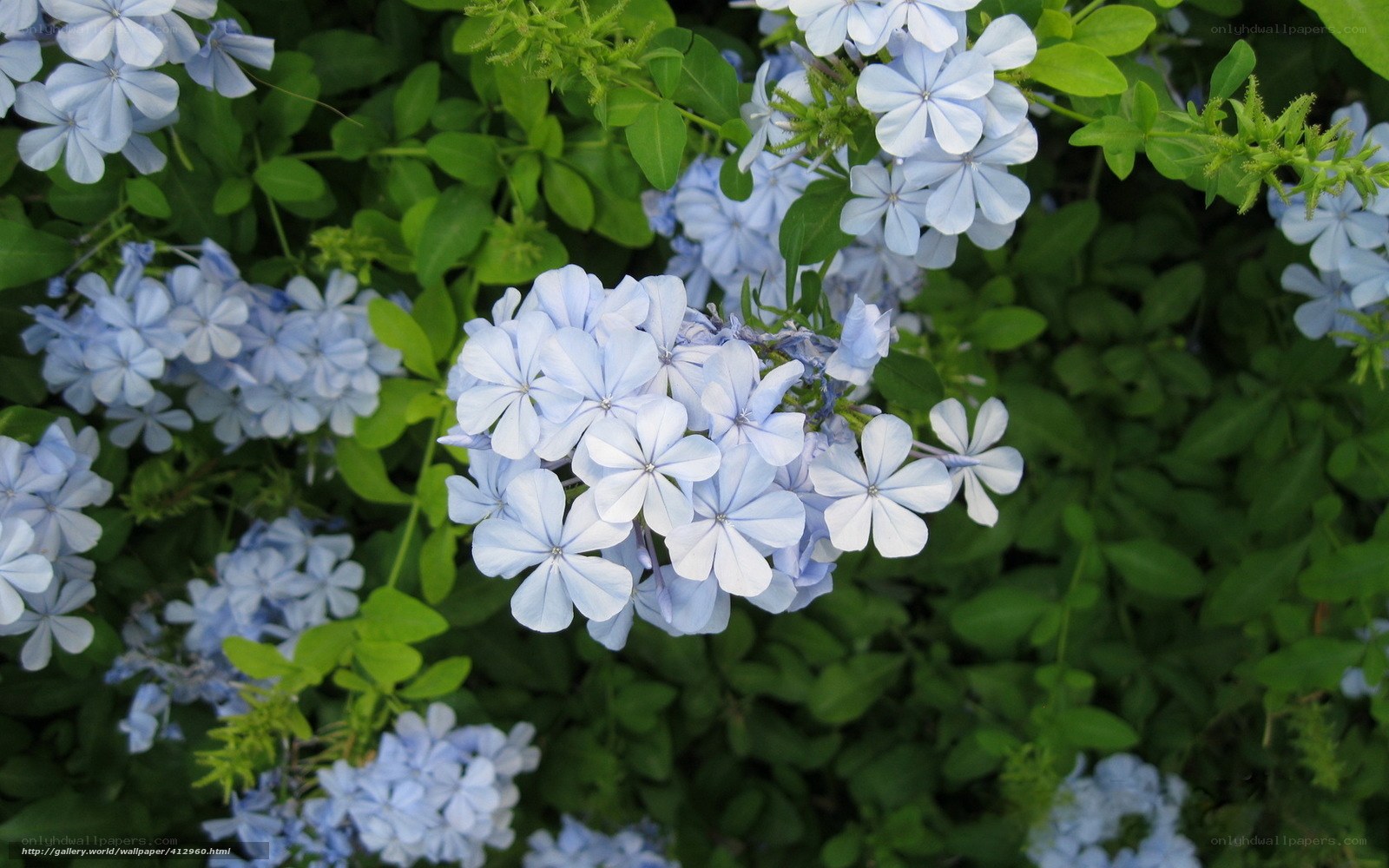 Blue flowers in green foliage