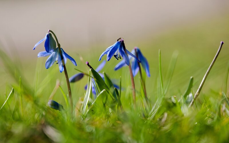 Blue flowers in green grass