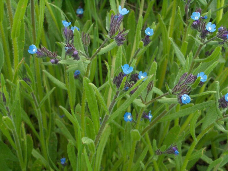 blue flowers in green grass