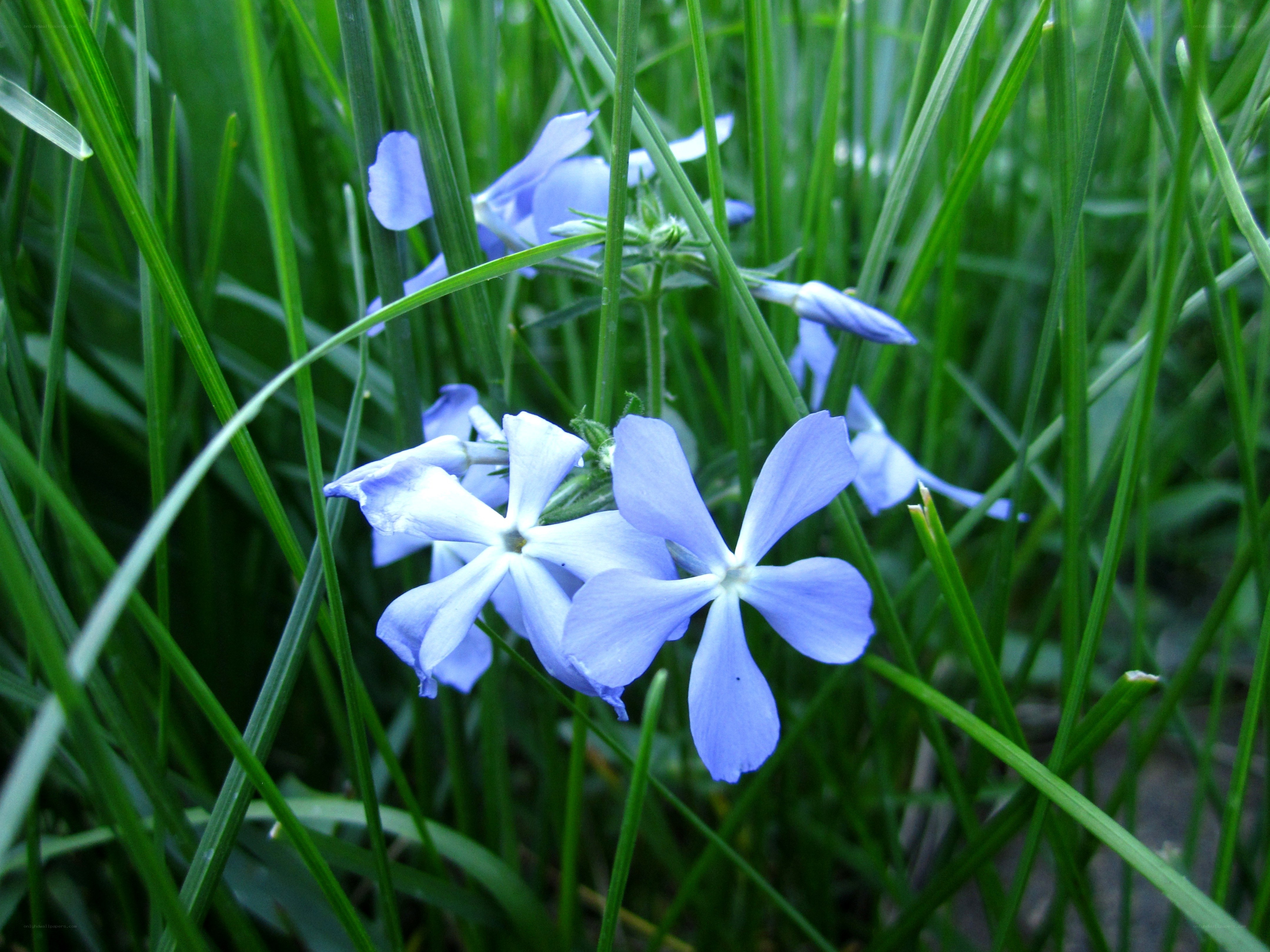 blue flowers in green grass