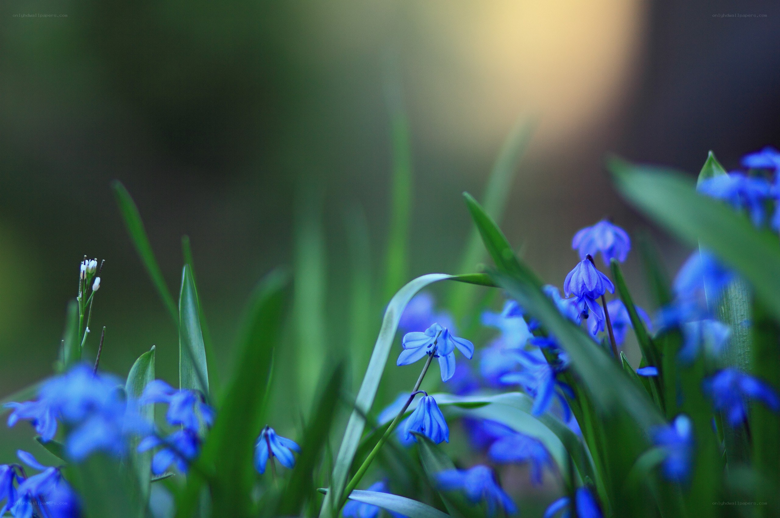 Blue flowers in green grass