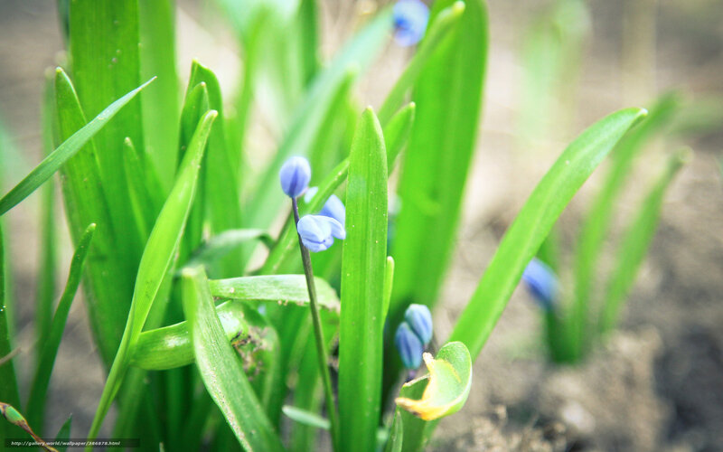 Blue Flowers in Green Grass — Serene