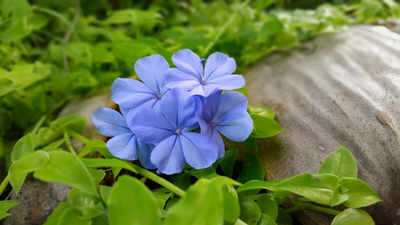 Blue Flowers in Green Leaves — Calm