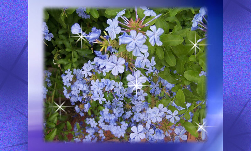 Blue Flowers in Green Leaves