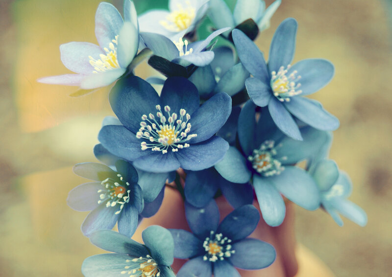 Blue Flowers in Hand