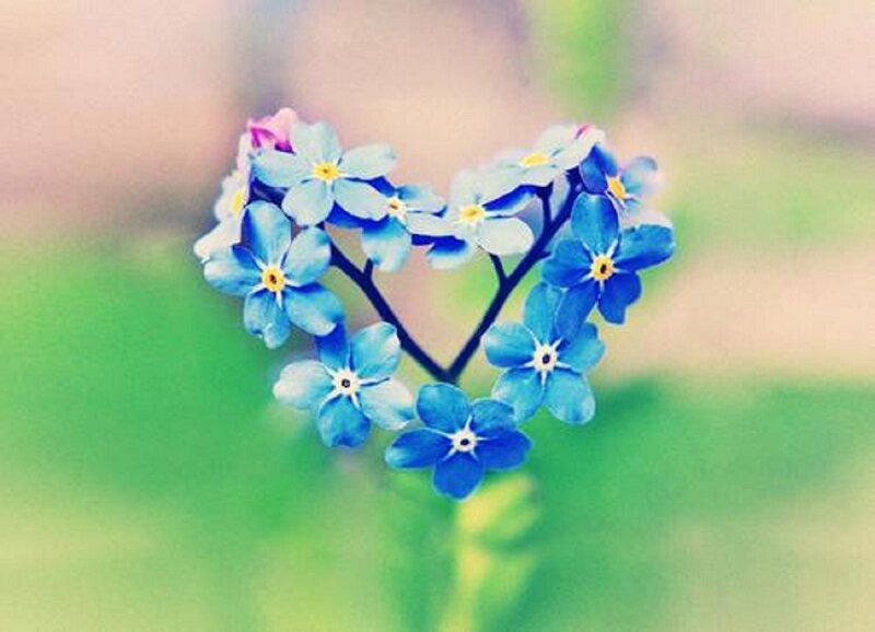 Blue Flowers in Heart Shape — Serene