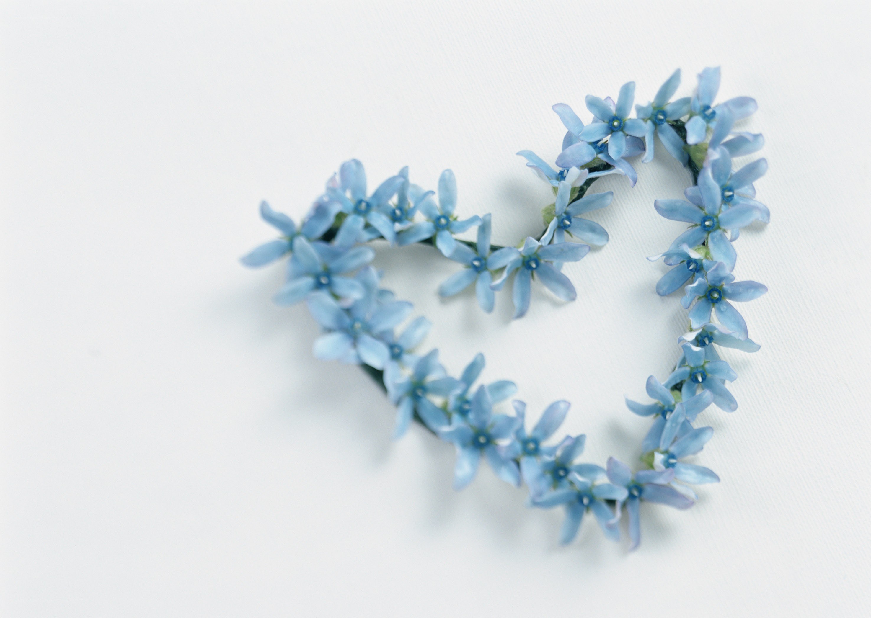 blue flowers in heart shape
