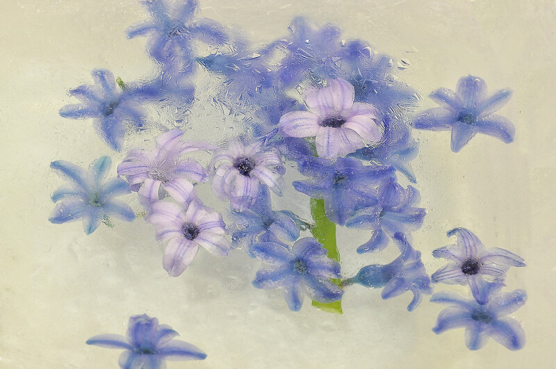 Blue Flowers in Ice