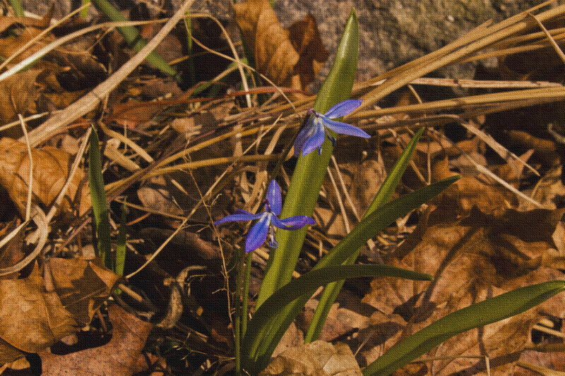 Blue Flowers in Leaves