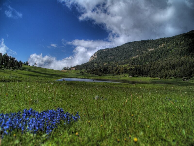 Blue Flowers in Meadow